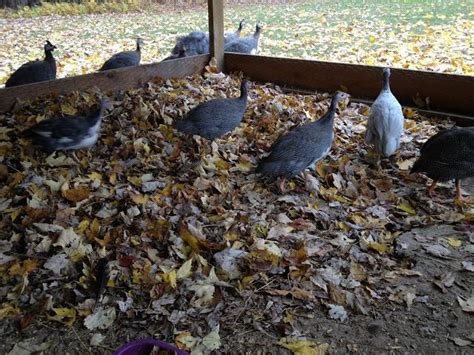 using fall leaves in the chicken run chicken coop run chicken runs
