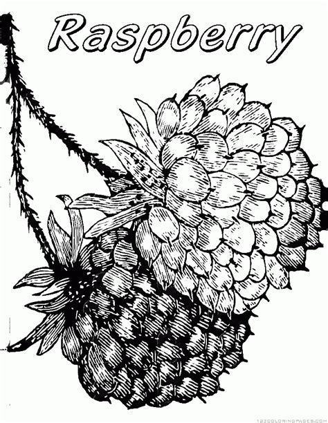 raspberry coloring pages part