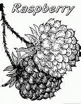 Raspberry Coloring Pages sketch template