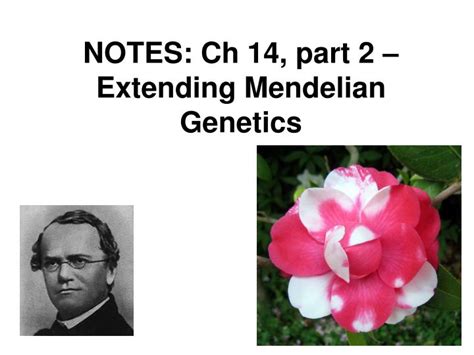 Ppt Notes Ch 14 Part 2 â€“ Extending Mendelian Genetics Powerpoint