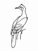 Cormorant Bird Coloring Pages Supercoloring Categories Printable sketch template