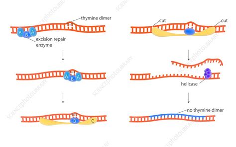 dna repair mechanism illustration stock image  science