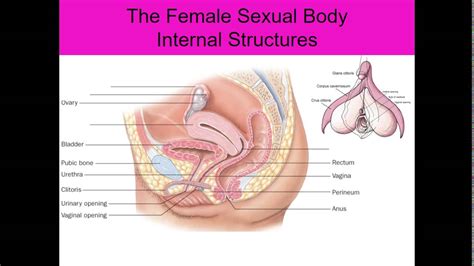 Sex And The Female Anatomy Female Anatomy Get The