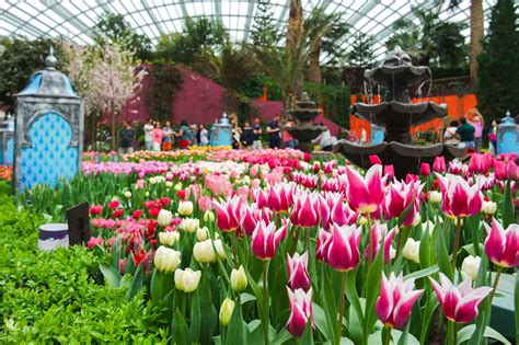 tulipmania returns rediscover  origins   tulips  gardens   bay darren bloggie
