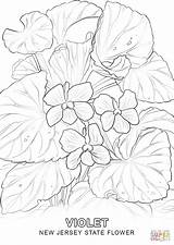 Coloring Flower State Pages Getdrawings sketch template