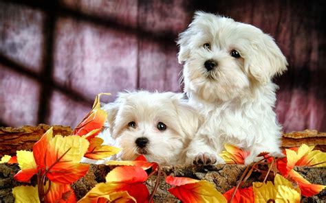 banco de imagenes gratis dos lindos perritos blancos jugando en el