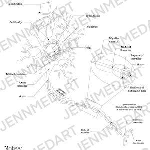 neuron anatomy coloring page labeled digital  etsy