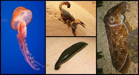 main 4 types of invertebrates explained smart science pro