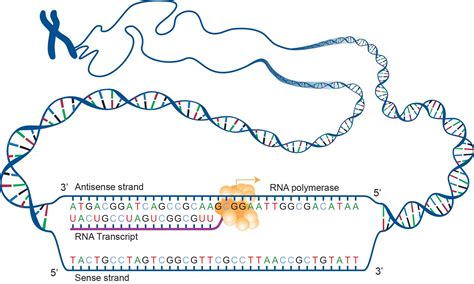 dna  proteins genetics generation