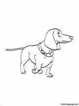 Dachshund Coloring Pages Printable Dog Getdrawings Drawing Getcolorings Color sketch template