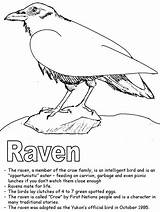 Raven Coloring Pages Colouring Canadian Ravens Sheet Bird Poe Provinces Edgar Canada Printable Allen Territories Activities Kids Helmet Kidzone Ws sketch template