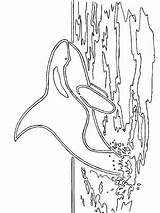 Zeedieren Kleurplaten Kleurplaat Orca Mewarnai Malvorlagen Hewan Binatang Laut Seetiere Marini Malvorlage Marinos Animierte Animaatjes Bergerak Animate Zee Animados Kleurplatenenzo sketch template
