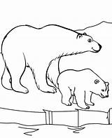 Polarny Kolorowanki Niedzwiedz Zwierzeta Dzikie Kolorowanka Druku Polarne Malowanki Dzieci Niedźwiedzie sketch template
