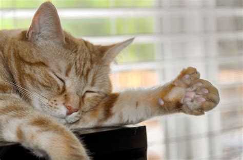 polydactyl cats understanding cats  extra toes dutch