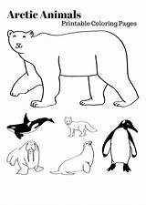 Arctic Animals Coloring Pages Printable Polar Artic Animal Habitat Kids Preschool Colouring Sheets Printables Antarctic Alaska Winter These Getdrawings Visit sketch template