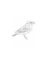 Crossbill Coloring Parrot Red sketch template