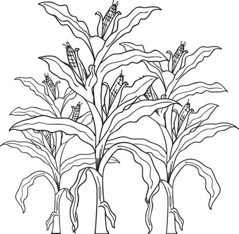 printable corn stalks fall coloring page  kids fall coloring pages