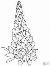 Coloring Lupin Drawing Pages Lupine Flowers Supercoloring Flower Blue Colouring Bluebonnet Printable Drawings Bonnet Super Getdrawings Line Gif Floral Choose sketch template