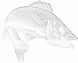 Coloring Fish Walleye Template sketch template