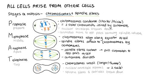 cell cycle mitosis cancer mitotic index practical binary