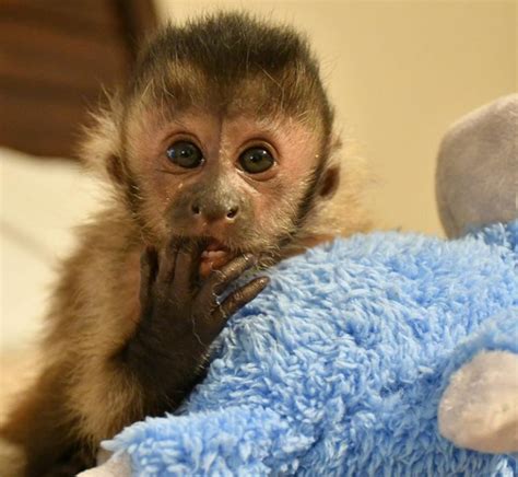 buy male capuchin monkeys  cheap capuchin monkey  sale
