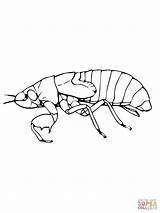 Coloring Cicada Nymph Pages Cycle Life Drawing Color Drawings Printable Template 07kb 1600px 1200 Silhouettes sketch template