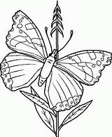 Butterfly Coloring Pages Printable Kids Colouring Schmetterling Papillon Malvorlagen Ausmalbilder Illustration Colorear Para sketch template