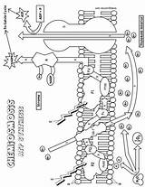 Coloring Photosynthesis Worksheet Sheet Respiration Biology Cellular Color Photosystems Macromolecules Worksheets Answers Chemiosmosis Drawing Pages Key Photosystem School High Biologycorner sketch template