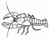 Crawfish Coloring Drawing Crawdad Pages Printable Crayfish Boil Getdrawings Getcolorings Color sketch template