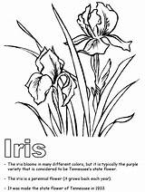 Tennessee Coloring Iris Flower State Pages Drawing Printable Color Purple Tree Clipart Template Adults Flowers Drawings Bird Vols Gif Sheets sketch template