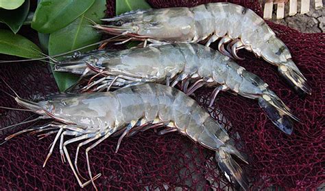giving tiger prawns a new name ocean wise s aquablog