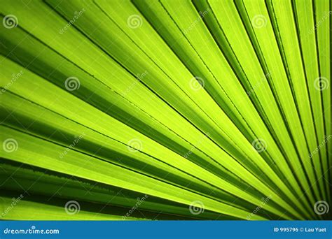 palm leaf stock photo image  tropical curve garden