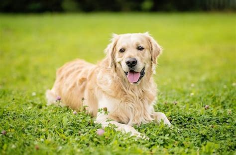 golden retriever lab mix dog breed overview  guide   dogs