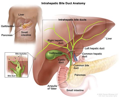 bile definition  examples biology  dictionary