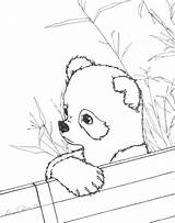 Panda Coloring Pages Cute Baby Red Printable Realistic Pandas Kids Color Print Anime Drawing Sheets Bear Animals Adults Bamboo Animal sketch template