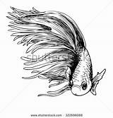Fish Fighting Betta Siamese Coloring Sketch Splendens Vector Stock Freehand Illustration Vectors 470px 75kb Shutterstock sketch template
