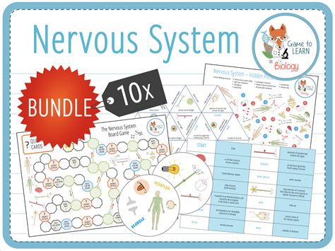 nervous system  games  activities ks teaching resources