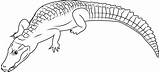 Caiman Coloringpages101 Cuvier sketch template