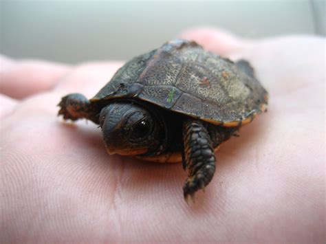 cutest baby turtles  tortoises cuteness overflow
