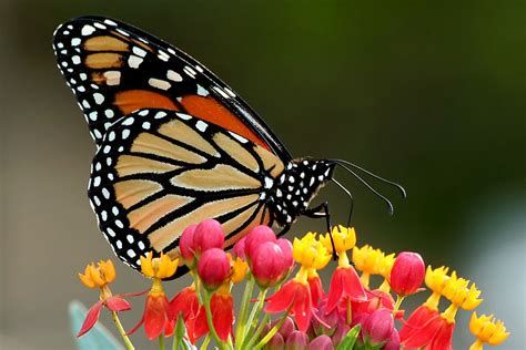 Is Modern Farming Killing Off The Monarch Butterflies Vox
