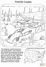 Coloring Crayfish Pages Nashville sketch template
