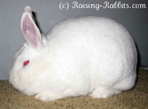new zealand rabbits new zealand white red black and
