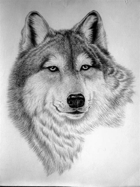 wolf artist unknown pencil drawings  animals animal drawings