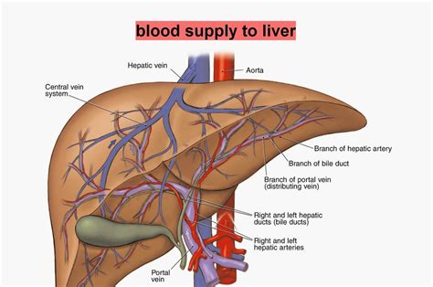biology diagramsimagespictures  human anatomy  physiology liver blood supply