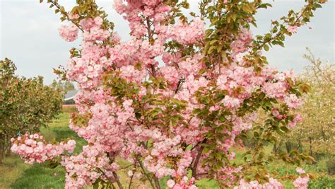 Prunus Serrulata Pink Perfection Treeebb Baumsuchmaschine Im