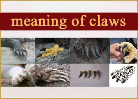 meaning of claws meant to be claws climb trees