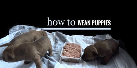 weaning puppies   puppies start eating solid foods