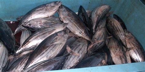 dried smoked fish pt celebes minapratama  owner   management bag