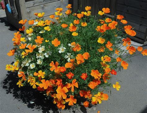 container grown poppies tips  growing poppy flowers   pot