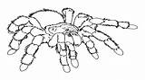 Tarantula Coloring Spider Pages Printable Halloween Scary Drawing Colouring Spiders Getdrawings Getcolorings Color sketch template